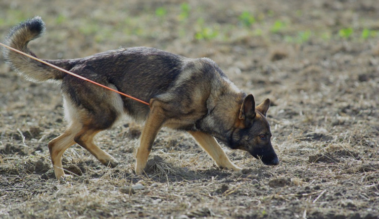 ilustrační fotografie
