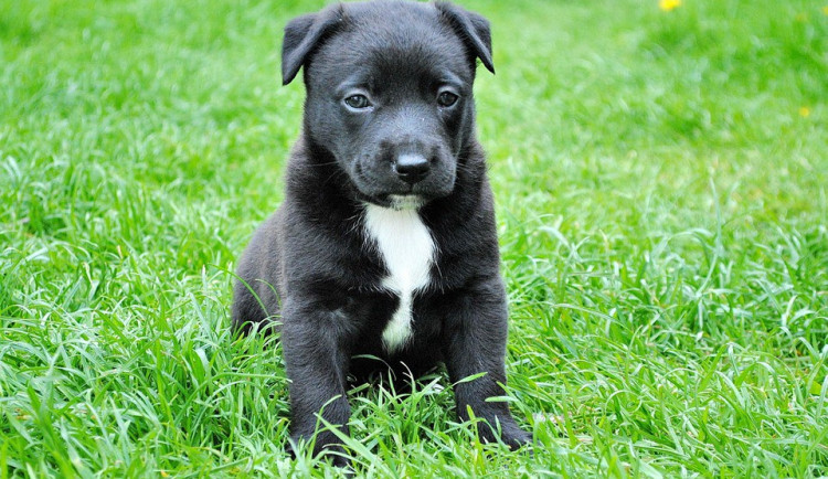 ilustrační fotografie