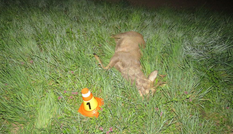 ilustrační fotografie