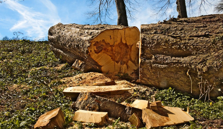 ilustrační fotografie