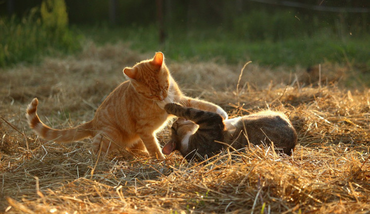 ilustrační fotografie