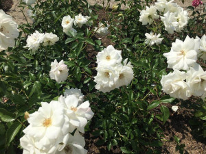 Rozkvetlé rozárium