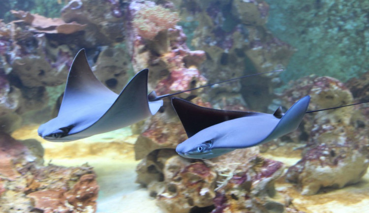 Rejnoci v zrekonstruovaném akváriu