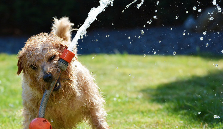 ilustrační fotografie