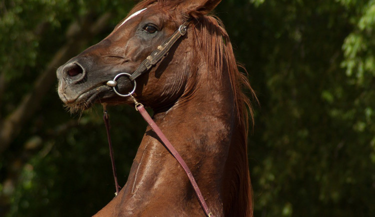 ilustrační fotografie