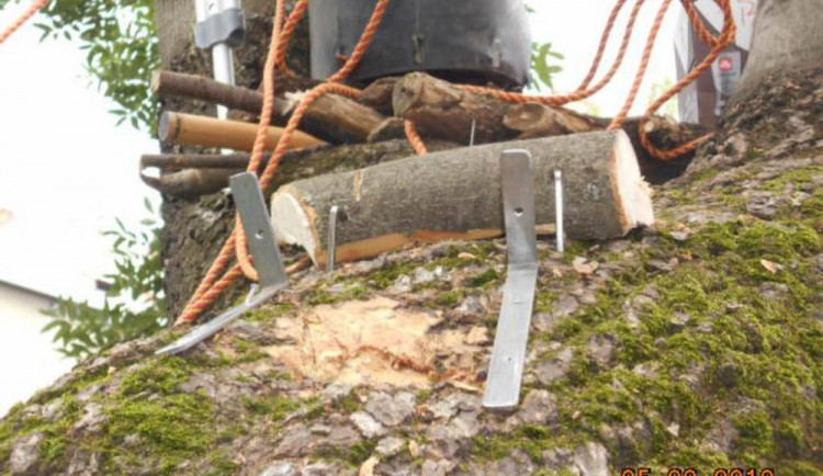 Poškozený památný strom