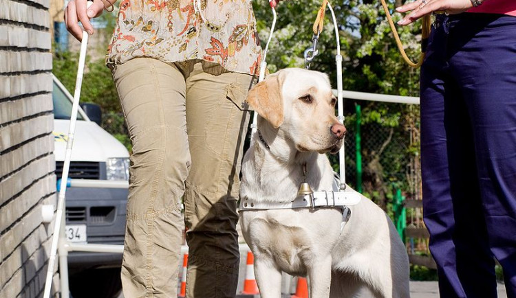 ilustrační fotografie