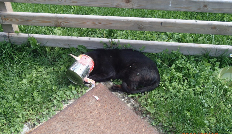 Kočka s hlavou uvízlou v plechovce