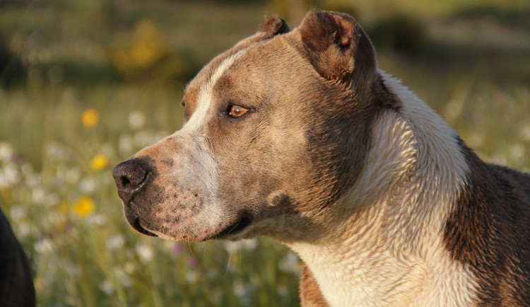 ilustrační fotografie