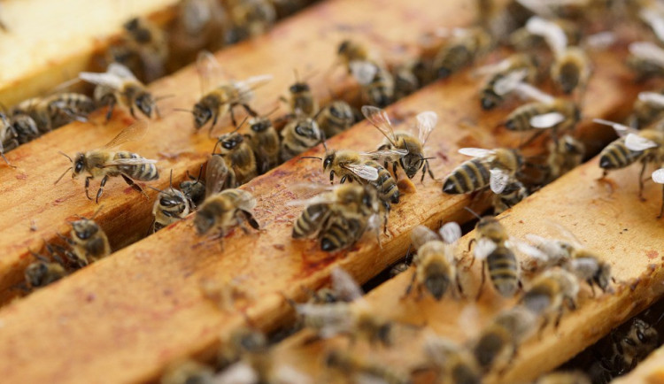 ilustrační fotografie