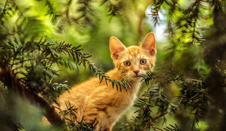 Hledáme páníčka #29: Podívejte se na nejnovější přírůstky v olomouckých útulcích