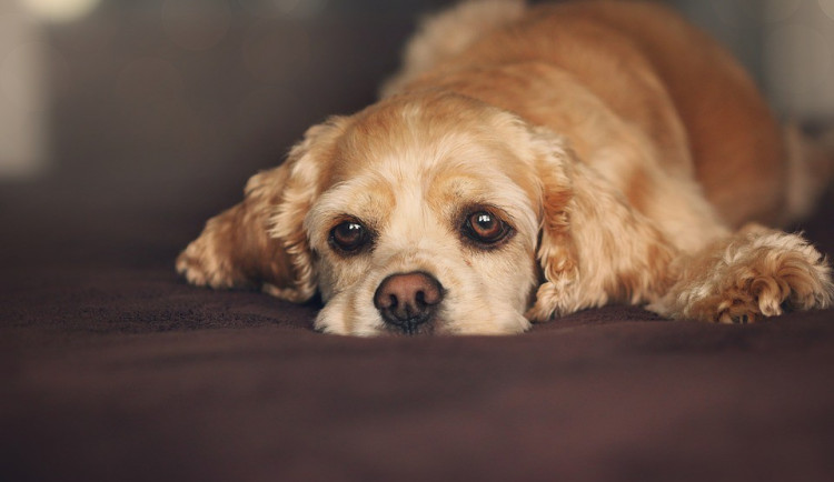 Hledáme páníčka #30: Podívejte se na nejnovější přírůstky v olomouckých útulcích