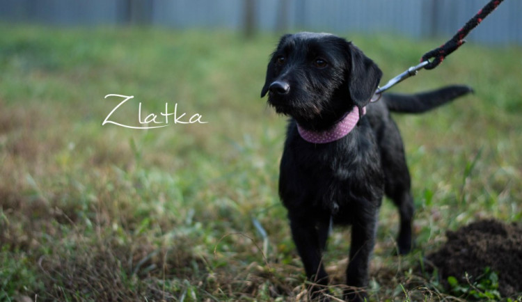 Zlatka