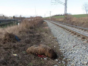 Na železničním přejezdu v Němčicích nad Hanou stálo stádo ovcí, vlak tři z nich srazil