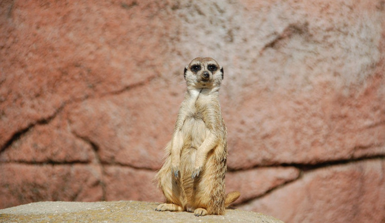 ilustrační fotografie