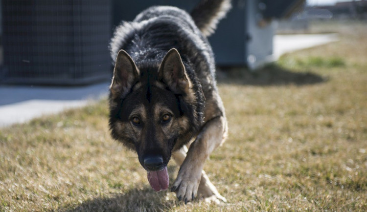 ilustrační fotografie