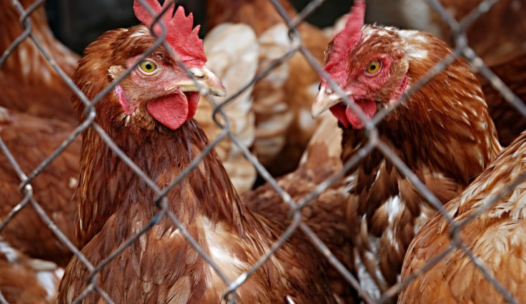 ilustrační fotografie