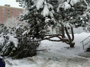 Hasiči upozorňují – pozor na tající sníh, padá ze střech i láme stromy