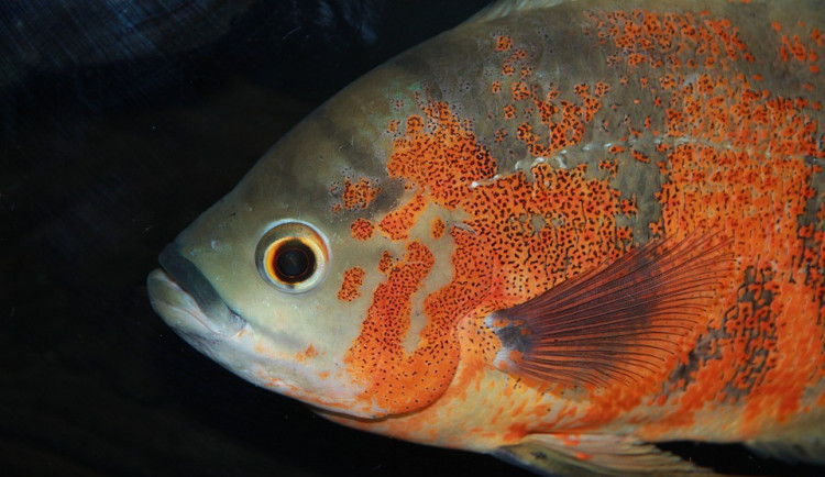 ilustrační fotografie