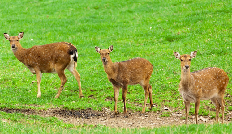 ilustrační fotografie