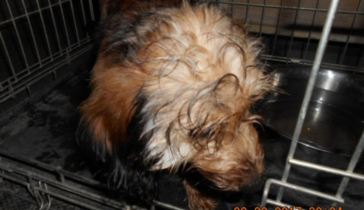 Pes už je nyní v olomouckém útulku