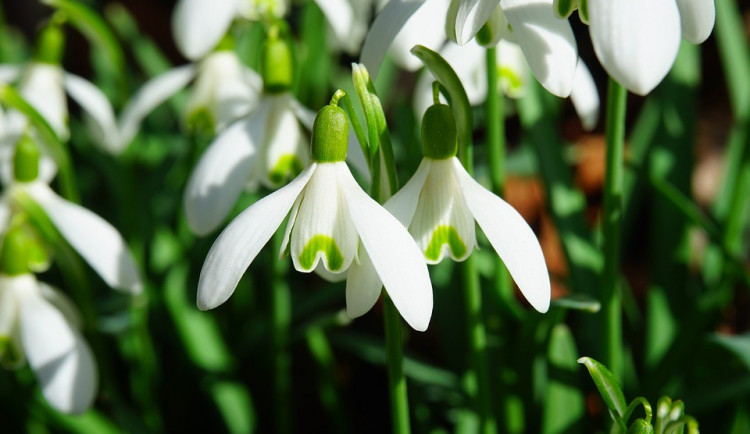 ilustrační fotografie