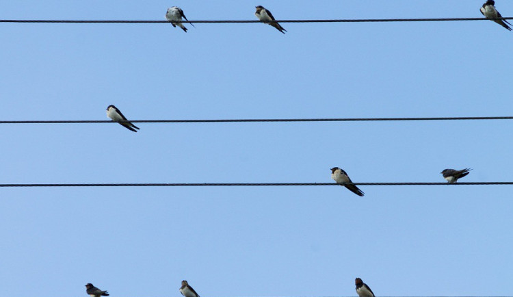 ilustrační fotografie