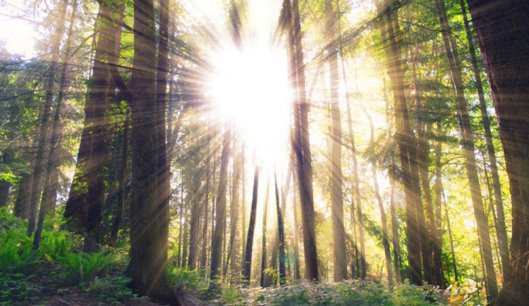 ilustrační fotografie