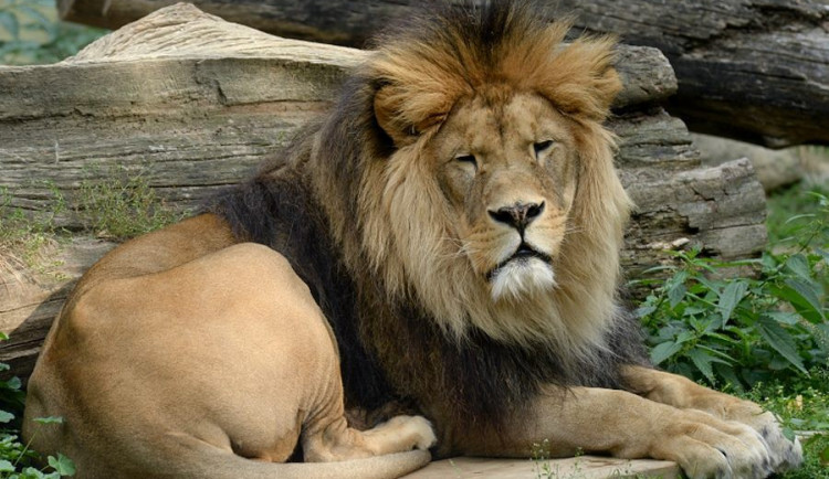 Návštěvnost olomoucké zoo v loňském roce vzrostla, může za to příznivé počasí