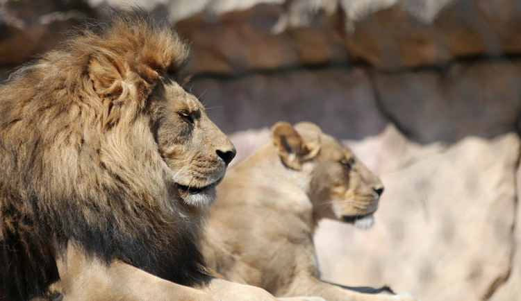 ilustrační fotografie