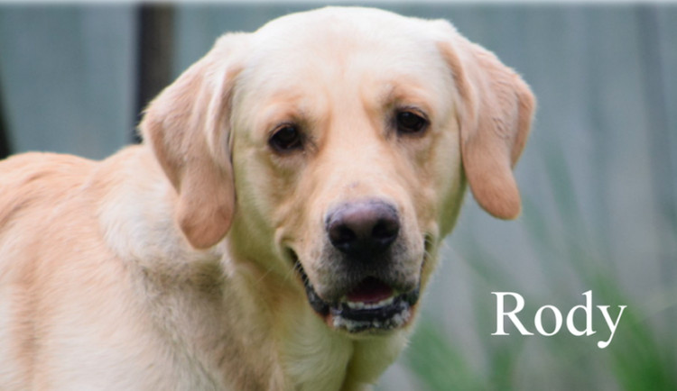 Rody