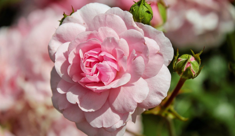 ilustrační fotografie