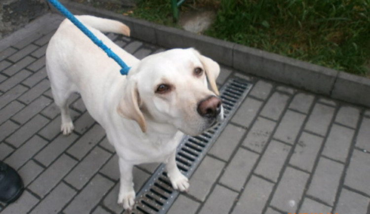 Strážníci během jednoho dne odchytili tři volně pobíhající psy