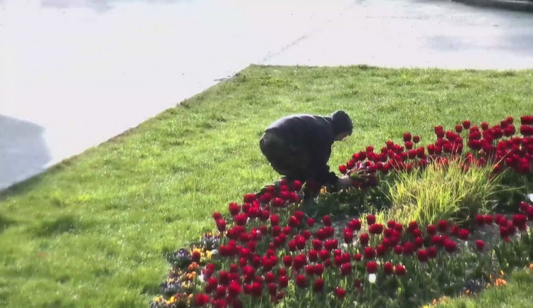 VIDEO: Trojice si natrhala čtyřicet tulipánů z Rudolfové aleje ve Smetanových sadech