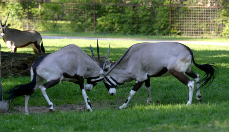 FOTOGALERIE: Oryxi jihoameričtí byli opět vypuštěni do venkovního afrického výběhu