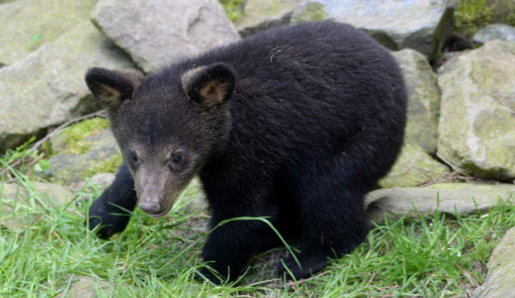 FOTO: Medvíďata vylezla ze svých brlohů a užívají si venkovní výběh