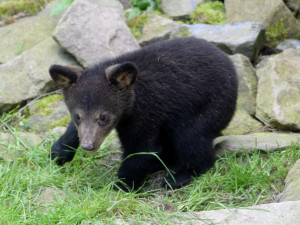 FOTO: Medvíďata vylezla ze svých brlohů a užívají si venkovní výběh