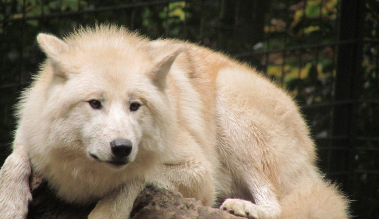 ilustrační fotografie