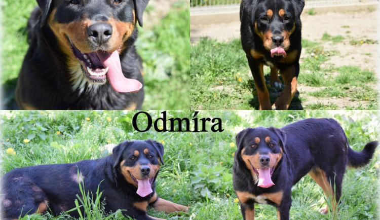 Hledáme páníčka #57: Podívejte se na nejnovější přírůstky v olomouckých útulcích