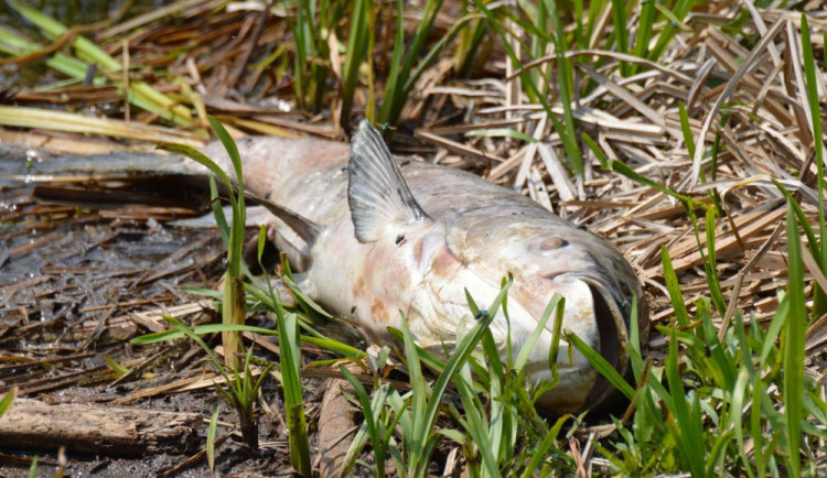 ilustrační fotografie