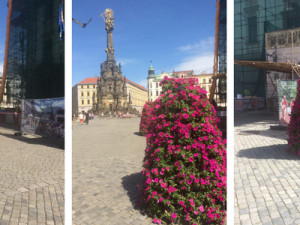 Centrum Olomouce ozdobily květinové pyramidy. Výzdoba zůstane až do podzimu
