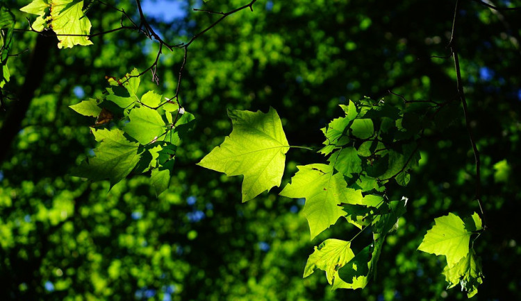 ilustrační fotografie