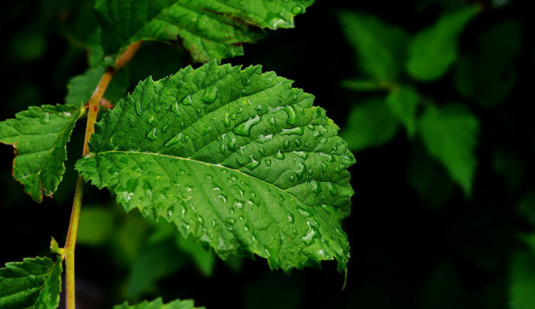 ilustrační fotografie