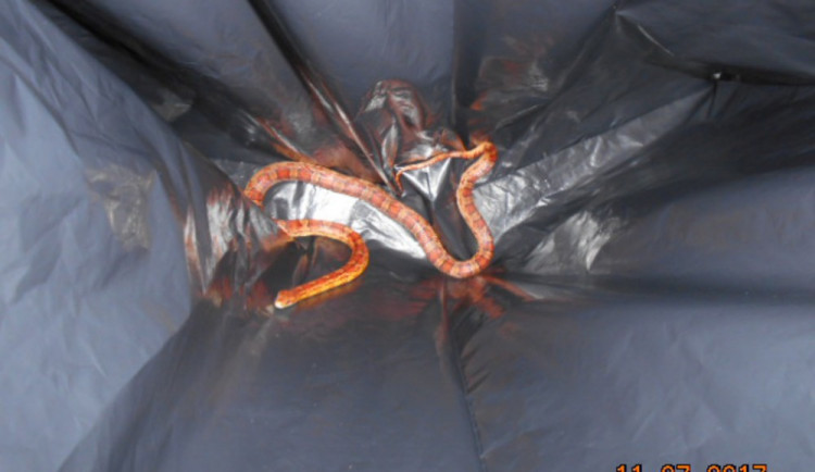 Policisté odchytili hroznýše v jednom z olomouckých bytů