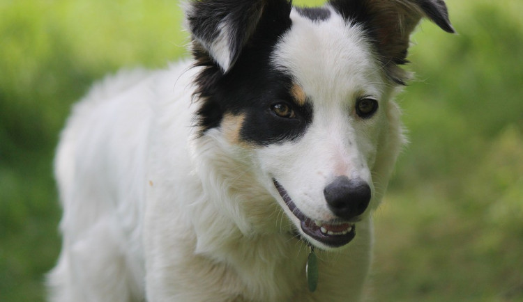 Border Kolie (ilustrační obrázek)