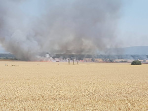 FOTO: Na Olomoucku shořela pšenice za půl milionu, případ vyšetřuje policie