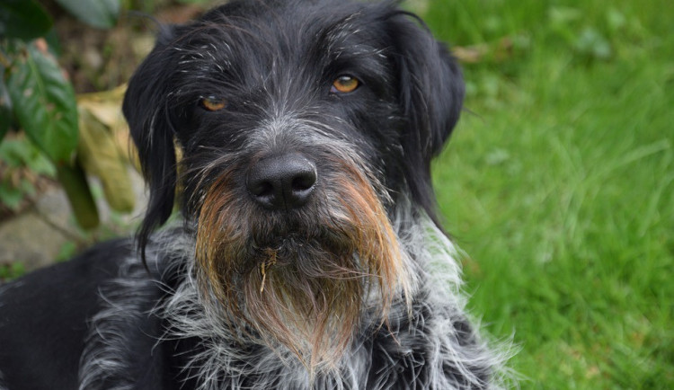 Muž z Prostějovska je podezřelý z utopení psa. Hrozí mu až tři roky vězení