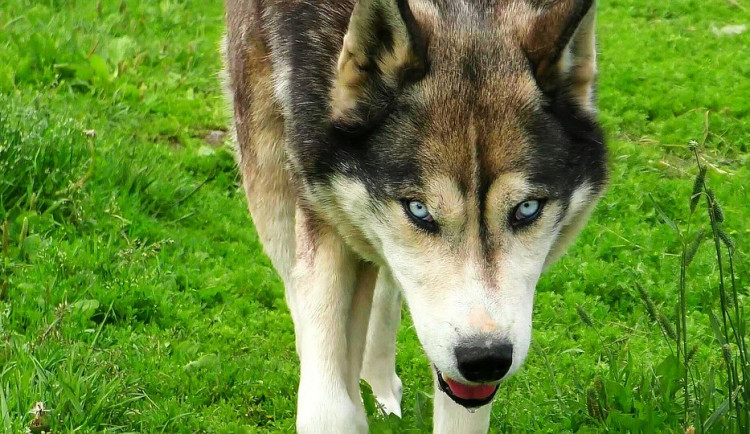 ilustrační fotografie