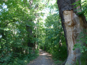 Historickou alej v Tovačově čeká rozsáhlé ošetření starých stromů