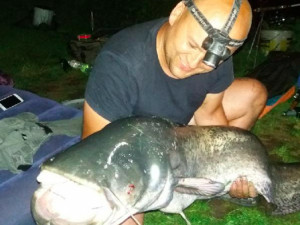 FOTO: Rybář chytil na Moravě téměř dvoumetrového sumce. Je to rarita, říká